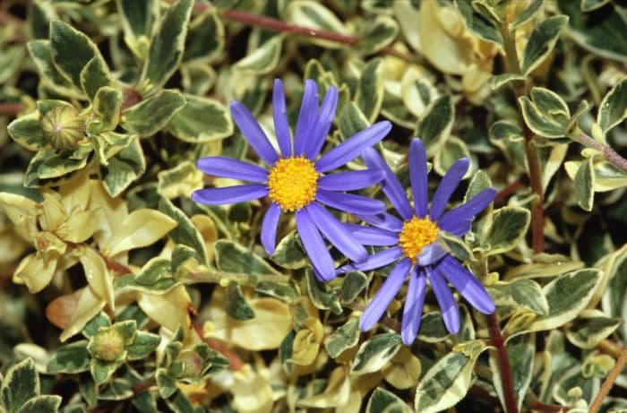 blue daisy 'Santa Anita Variegated'