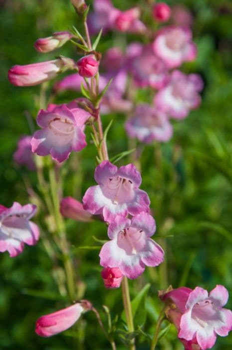 penstemon 'Hewell Pink Bedder'