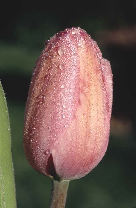 Tulip 'Pink Impression'
