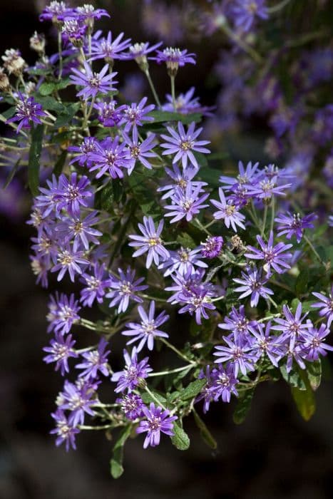 dusty daisy bush 'Comber's Blue'