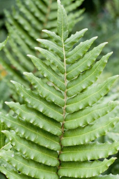 Chilean hard fern