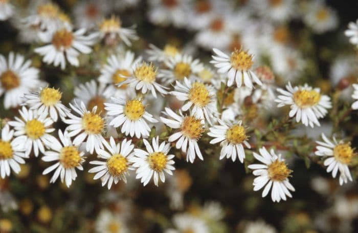 heath aster 'Brimstone'