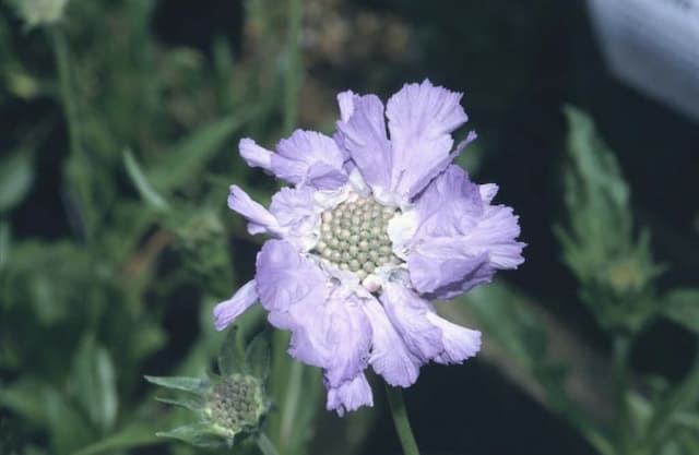 Caucasian scabious 'Clive Greaves'