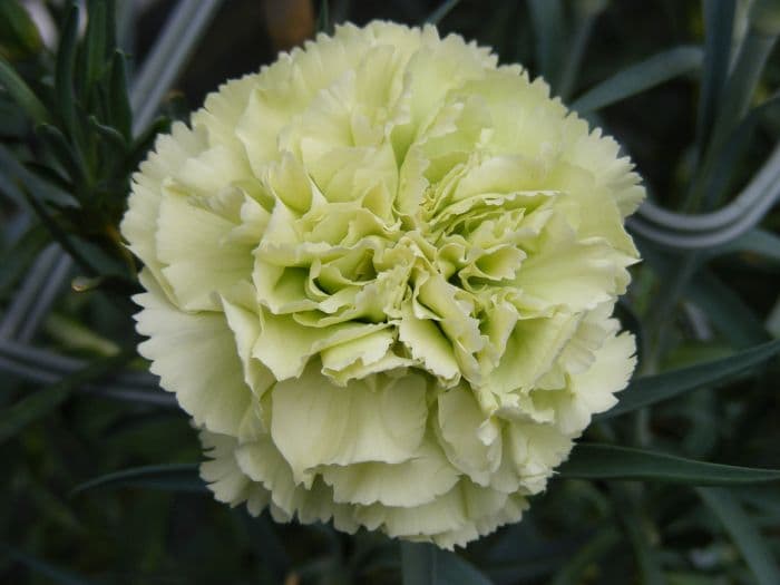 perpetual-flowering carnation 'Prado Mint'