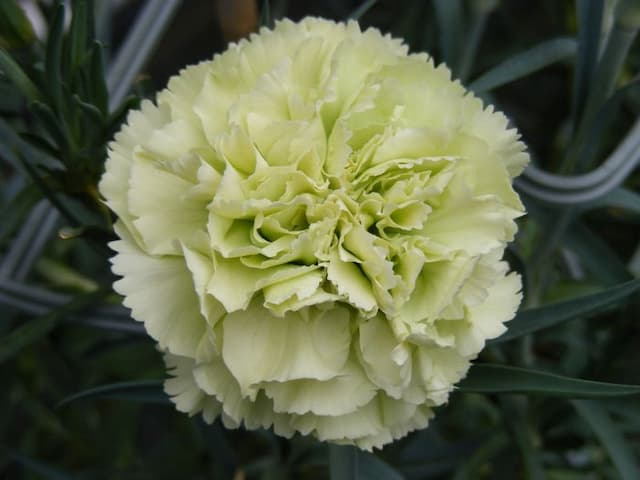 Perpetual-flowering carnation 'Prado Mint'