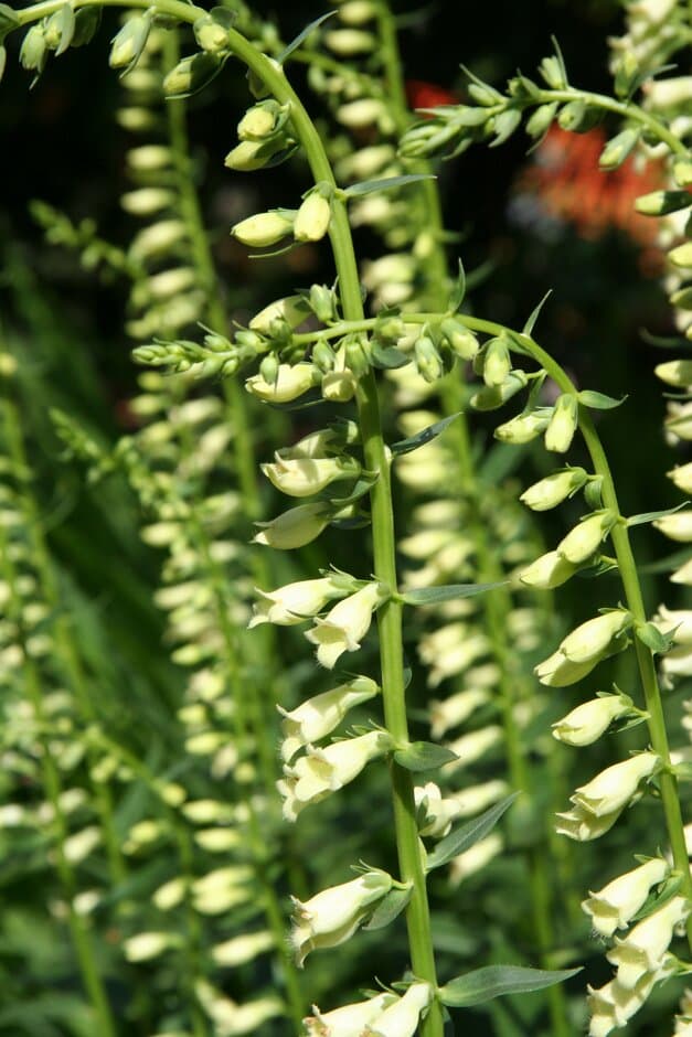 small yellow foxglove