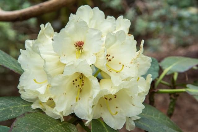 Milky-white rhododendron