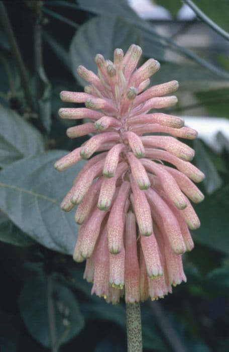 winter veltheimia