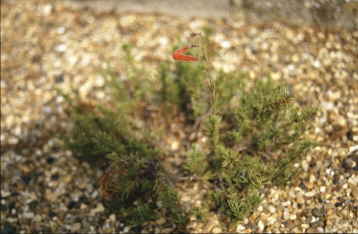 pine-leaved penstemon