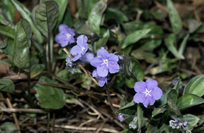 Cappadocian navelwort