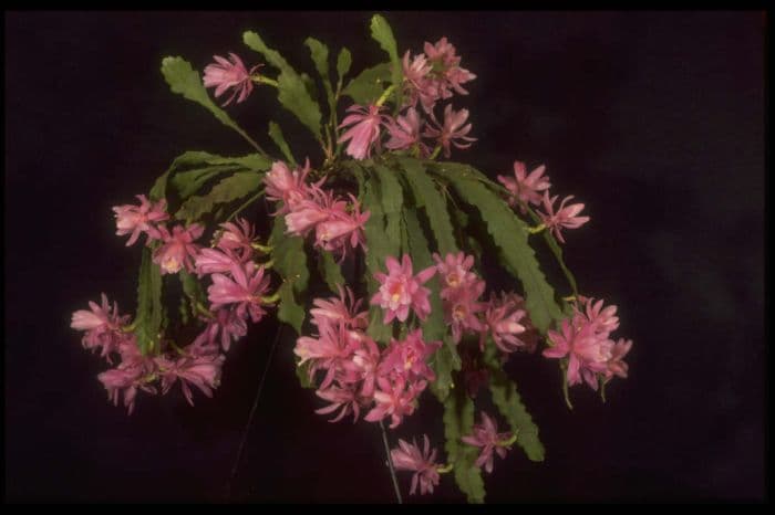 pond lily cactus