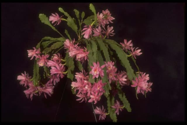 Pond lily cactus