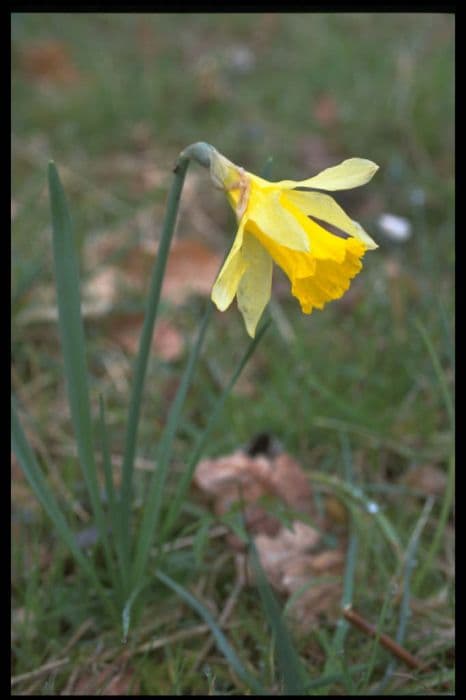 daffodil