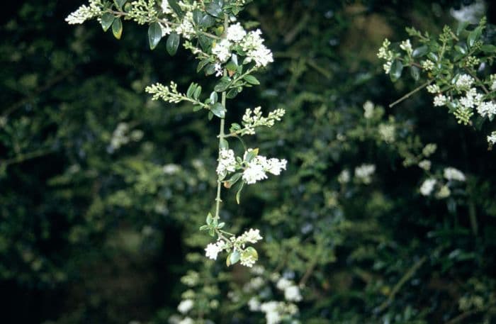 Delavay privet