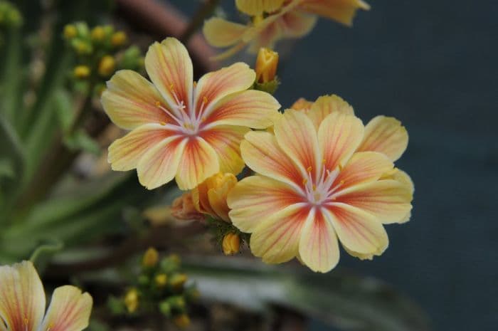 Siskiyou lewisia