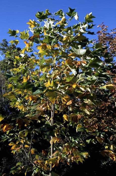 Chinese tulip tree