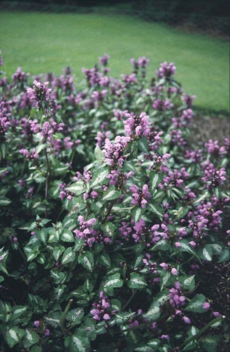 spotted deadnettle