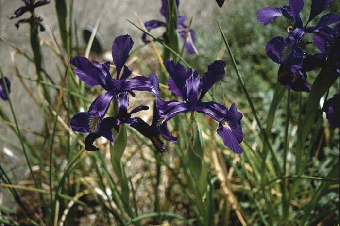 English iris