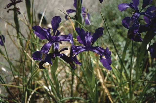 English iris