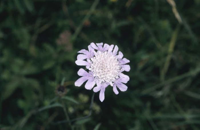 field scabious