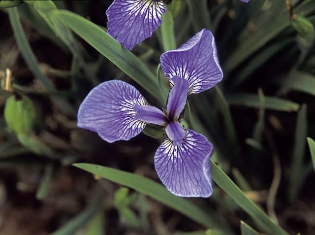 Bristle-pointed iris