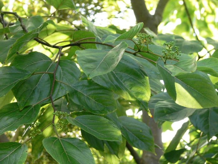 Chinese raisin tree