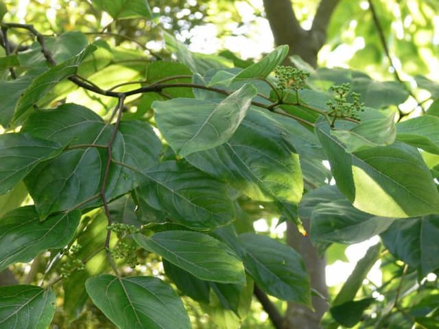 Chinese raisin tree