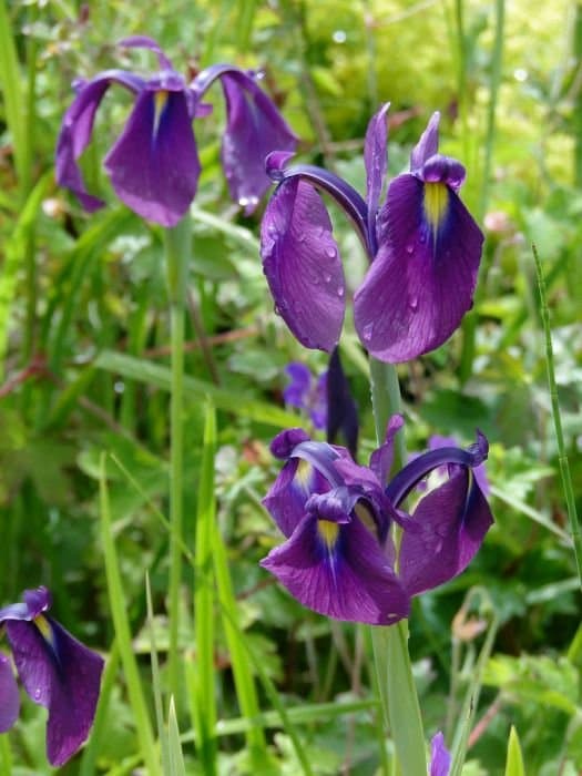 Japanese Iris