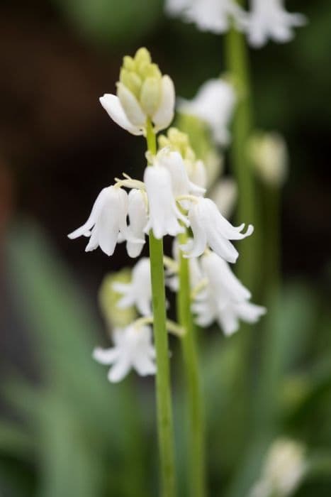 bluebell 'Alba'