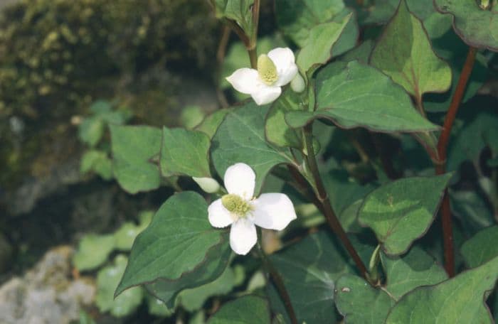 heart-leaved houttuynia