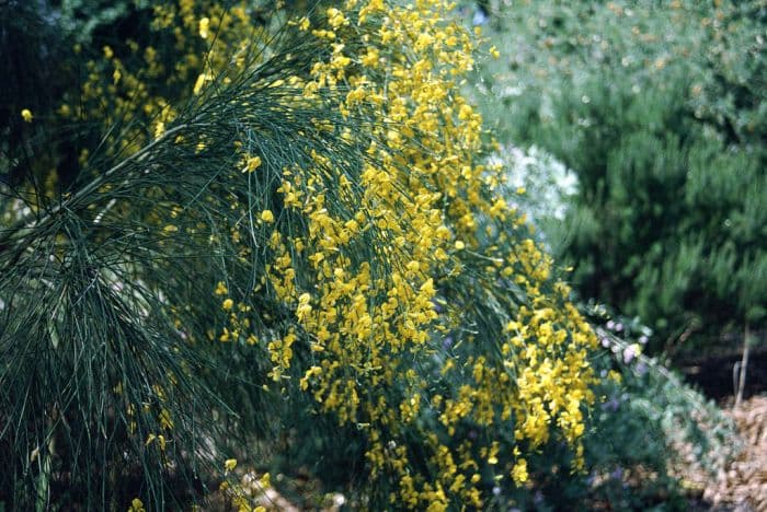 Mount Etna broom