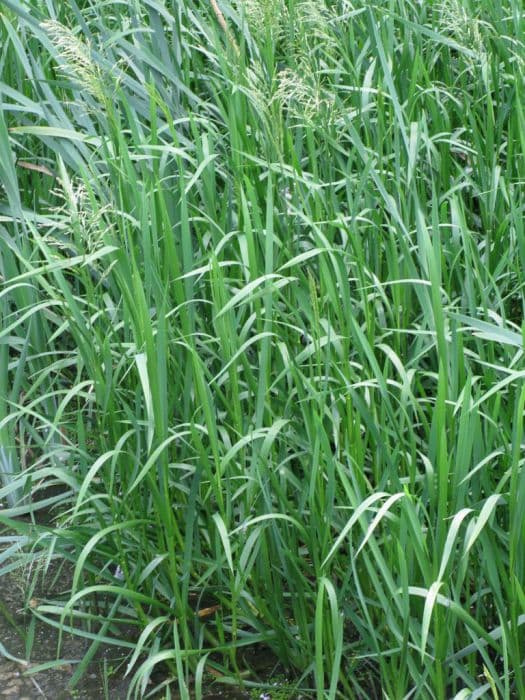 Reed sweet grass