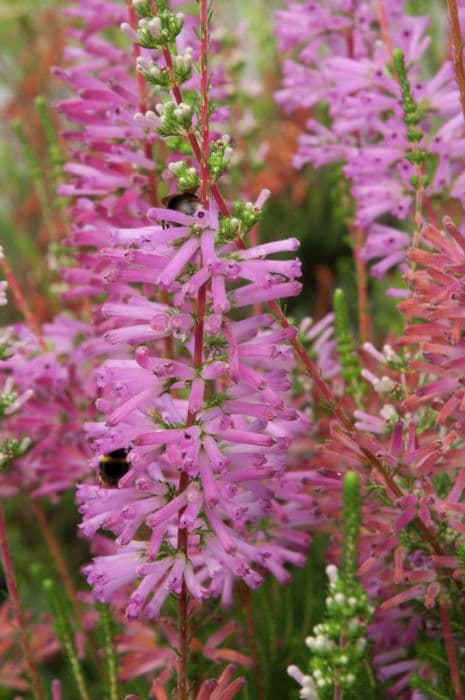 whorl heath