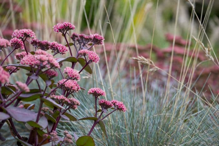 blue fescue