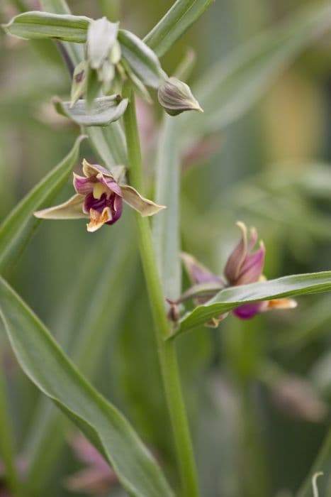 giant helleborine