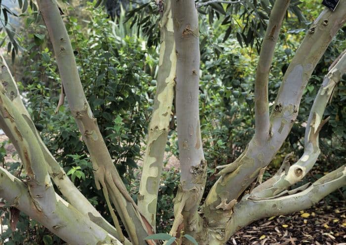 flooded gum