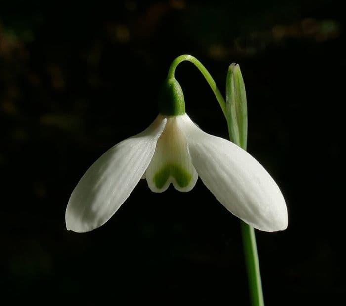 Queen Olga's snowdrop