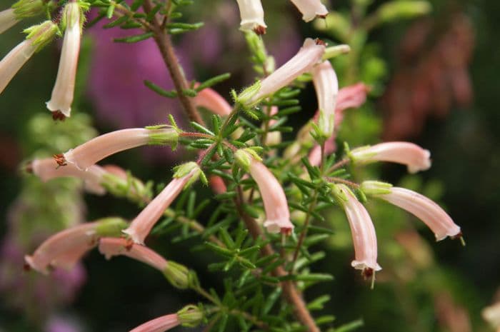 glandular heath