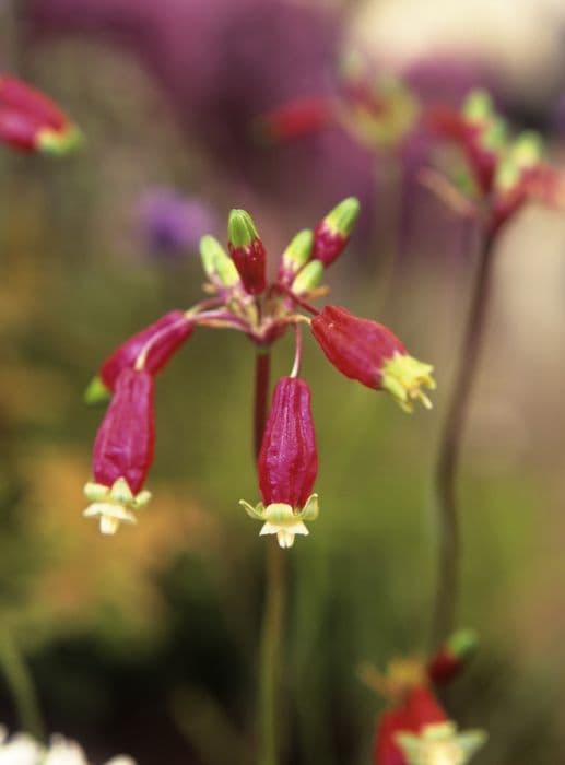 firecracker flower