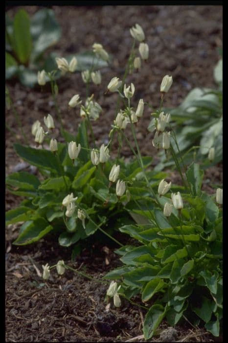 Toothed American cowslip