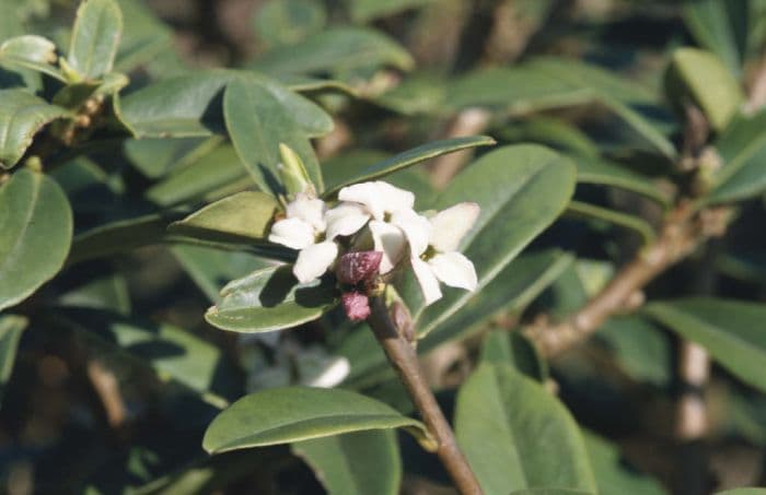 Tangut daphne