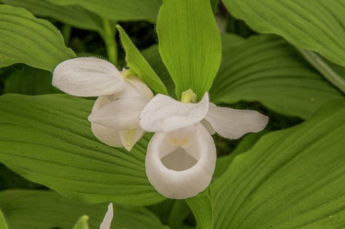 showy lady's slipper orchid