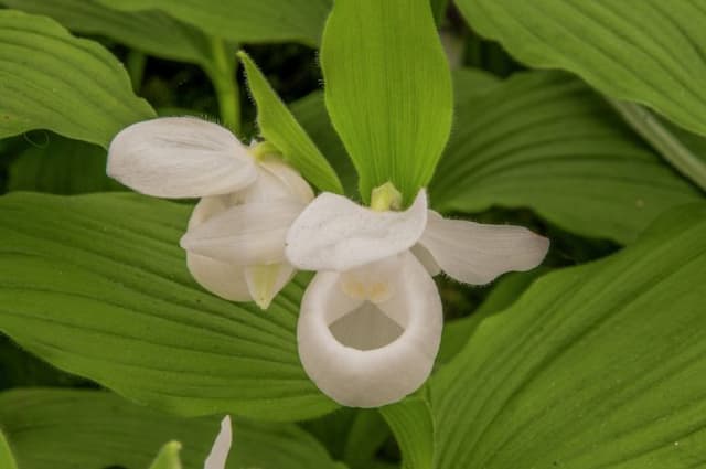 Showy lady's slipper orchid