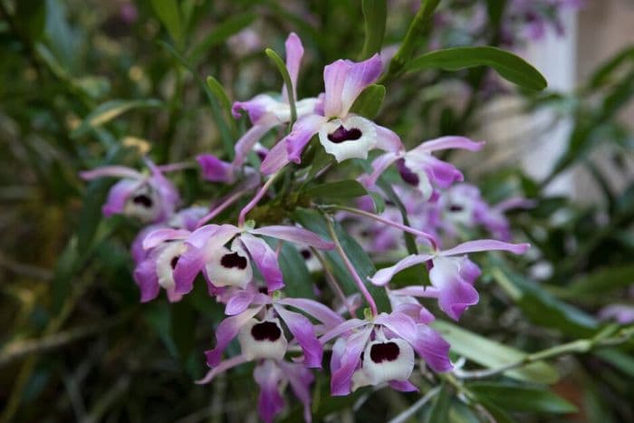 noble dendrobium