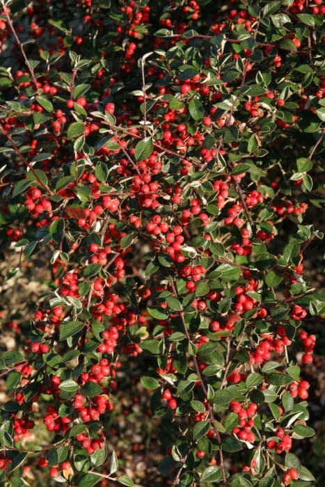 Diels' cotoneaster