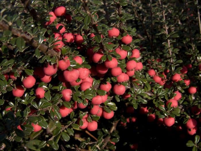 Tibetan cotoneaster