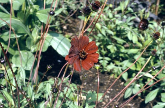 chocolate cosmos