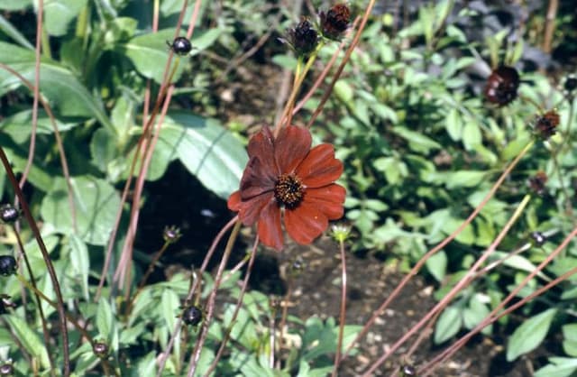 Chocolate cosmos