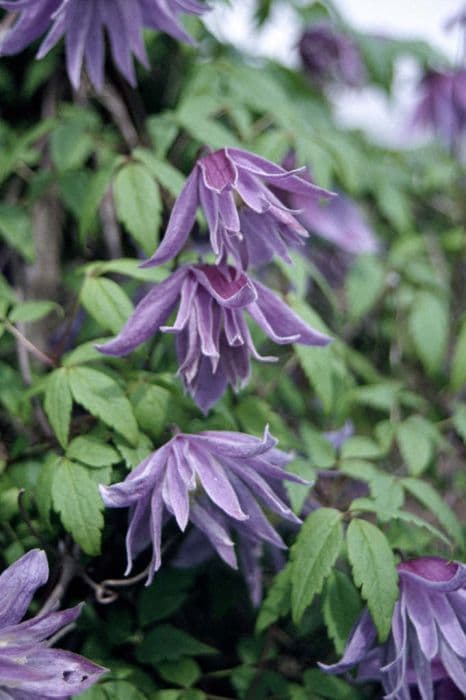 Downy clematis