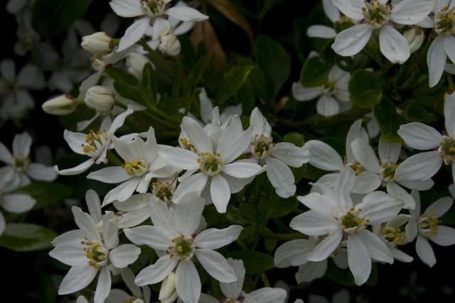 Mexican orange blossom